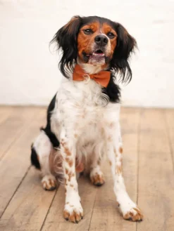LeNoeud Papillon - Light Brown